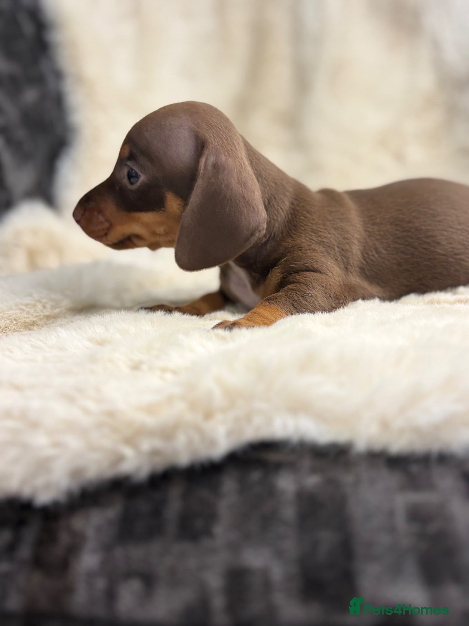 Miniature Dachshund dogs Beautiful dachshund puppies  - Advert 1
