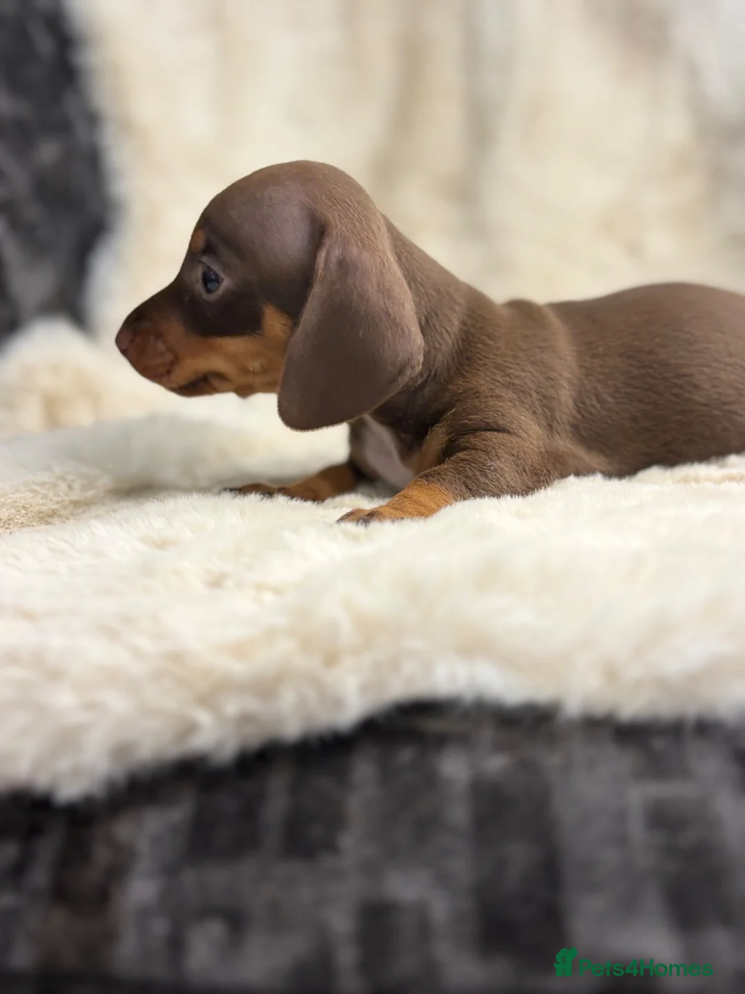 Miniature Dachshund dogs for sale: Beautiful dachshund puppies  - Advert 1