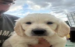 Mixed Breed dogs for sale: Dakota Sport Retriever Puppies ready 01/10/25 - Image 13