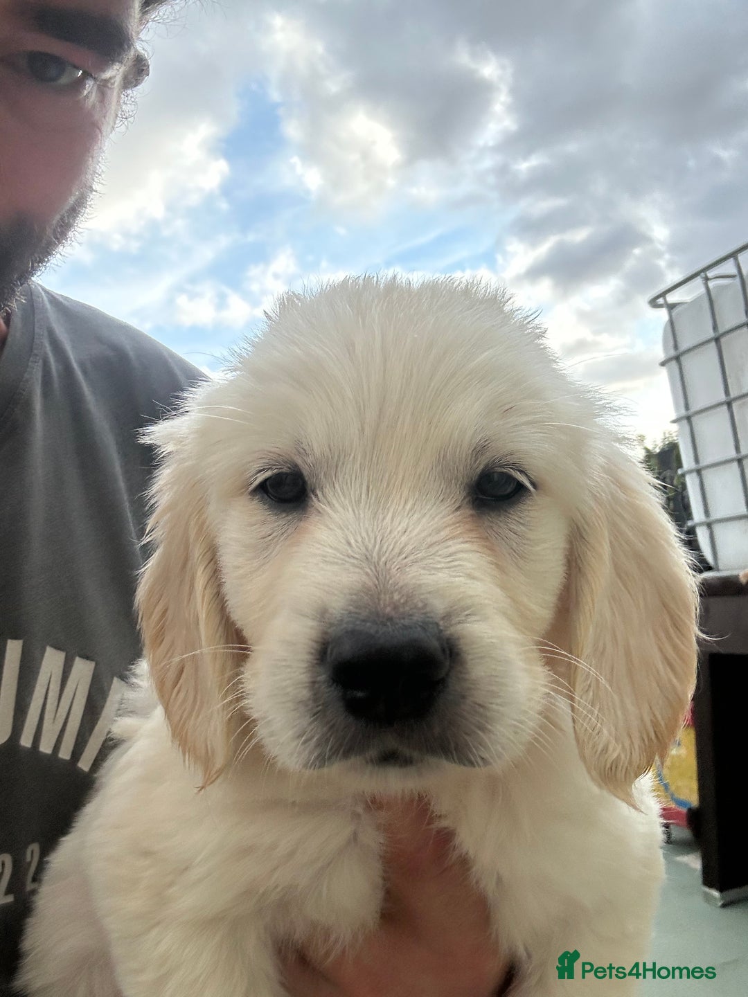 Mixed Breed dogs for sale: Dakota Sport Retriever Puppies ready 01/10/25 - Image 13