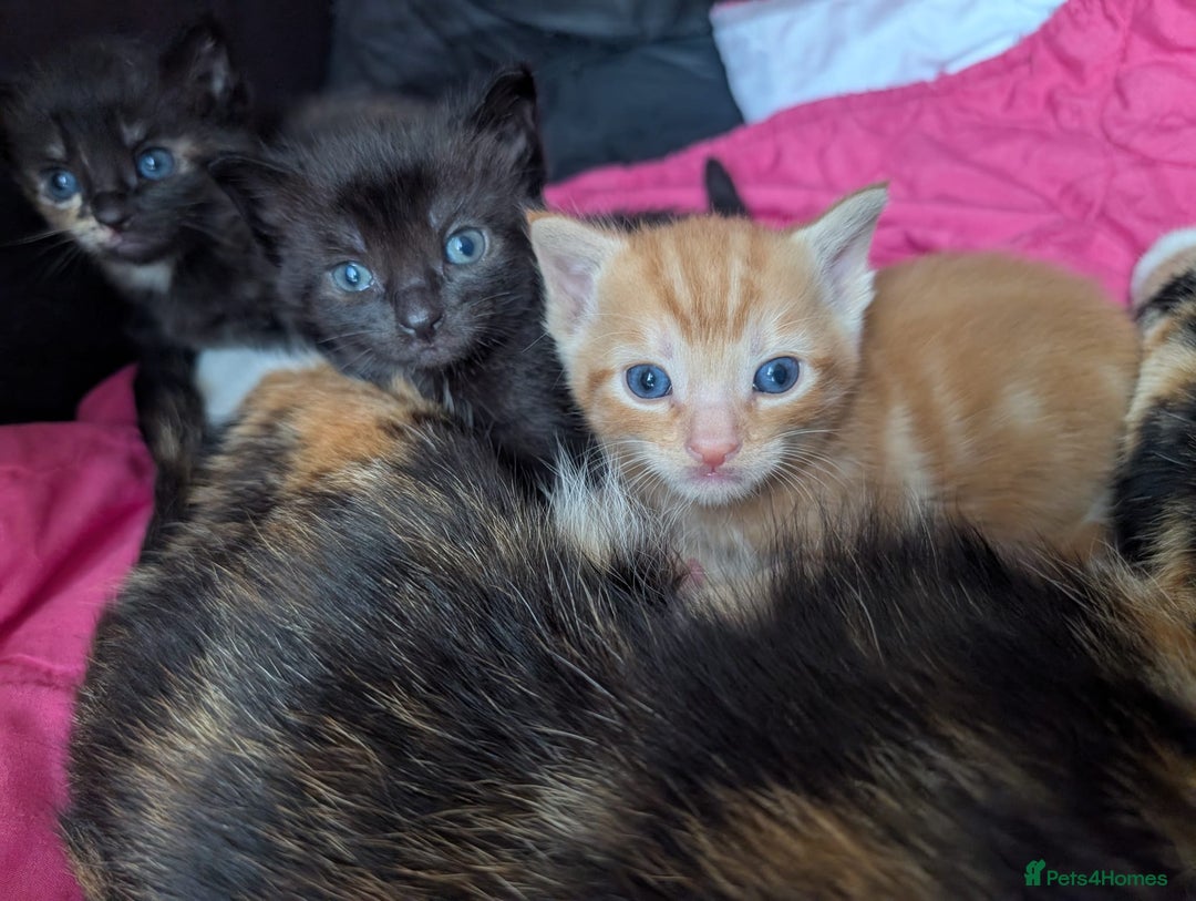 Mixed Breed cats for sale: Kittens for sale - Image 8