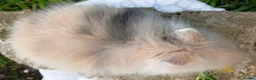 Lionhead rabbits for sale: Stunning DM Lionhead baby rabbits  - Advert 9