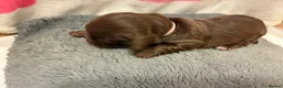 Miniature Dachshund dogs for sale: Long haired Miniature Dachshunds - Advert 5