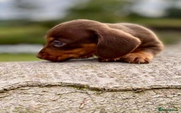 Dachshund dogs for sale: Male dachshund  - Image 4