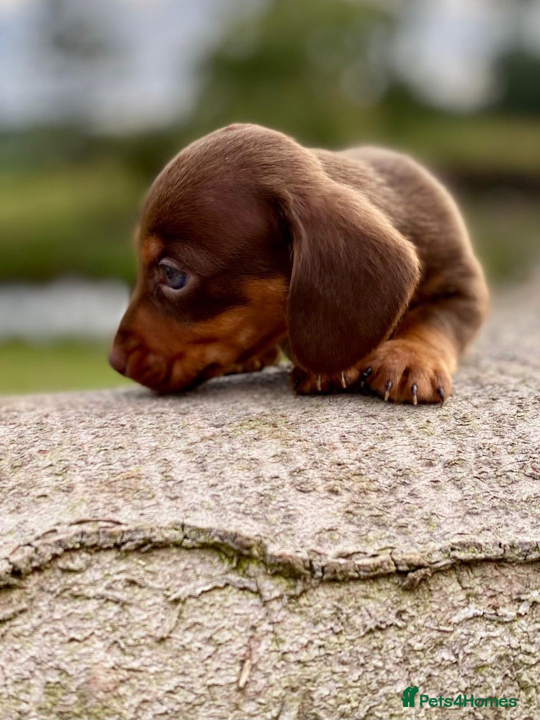 Dachshund dogs for sale: Male dachshund  - Image 4