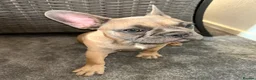French Bulldog dogs for sale: French Bulldog  - Advert 3