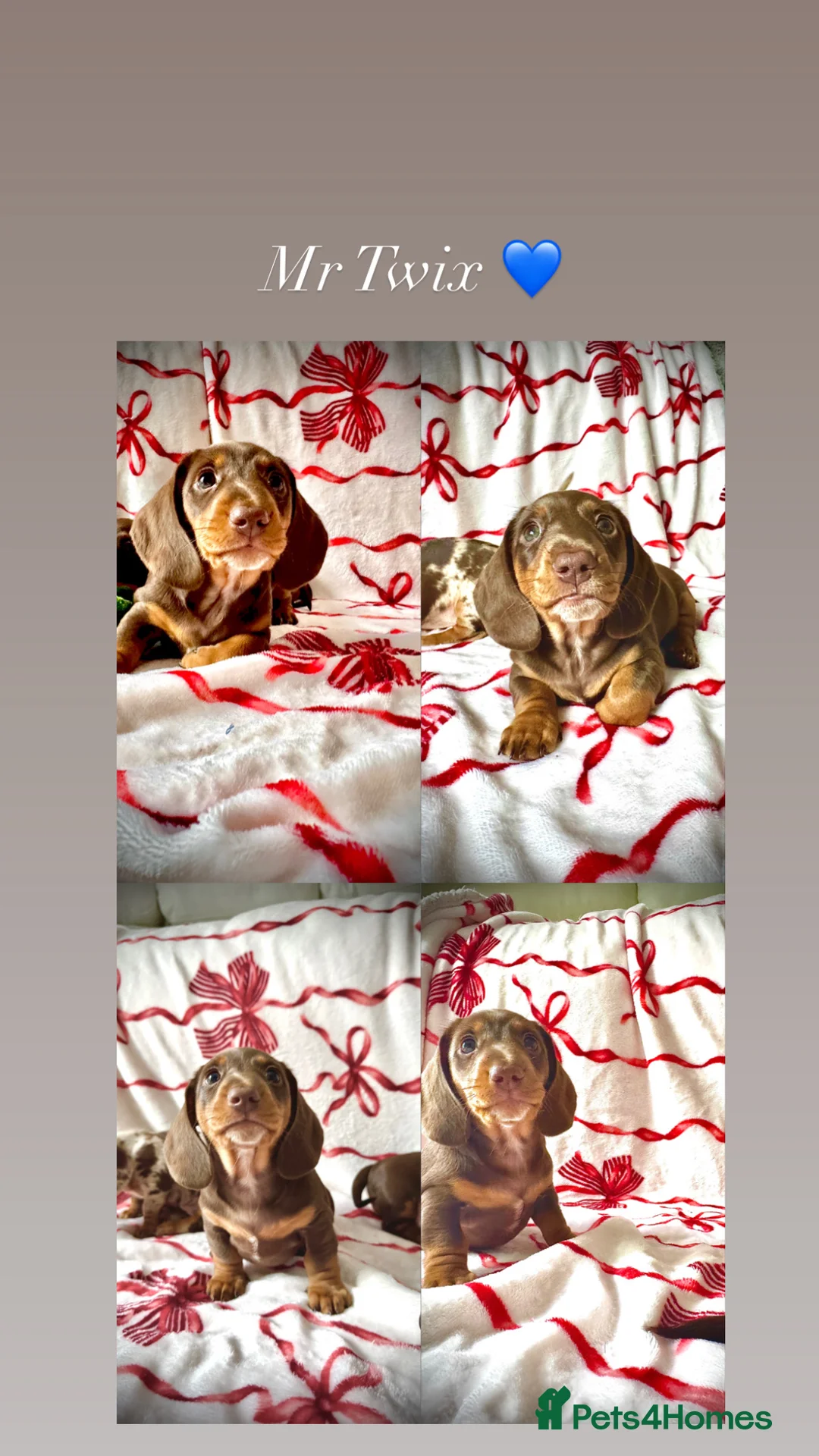 Miniature Dachshund dogs for sale: READY SOON MINI DACHSHUNDS SERIOUS BUYERS ONLY  - Advert 2