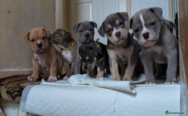 English Bulldog dogs - Advert 9