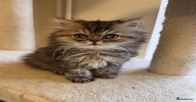 Persian cats - Advert 1