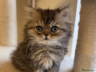 Persian cats - Advert 6