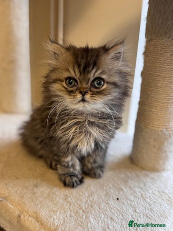 Persian cats - Advert 12
