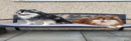 Pomsky dogs for stud:  Reggie the F3 pomsky for stud  - Advert 6