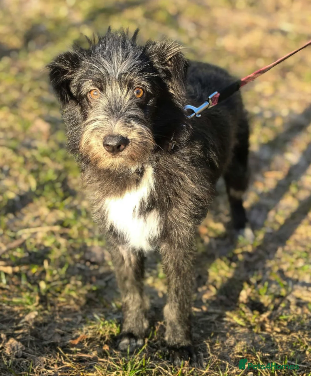 Labradoodle dogs for adoption: 🐾 EMMA – Female Labradoodle 🐾 in West Malling - Advert 2