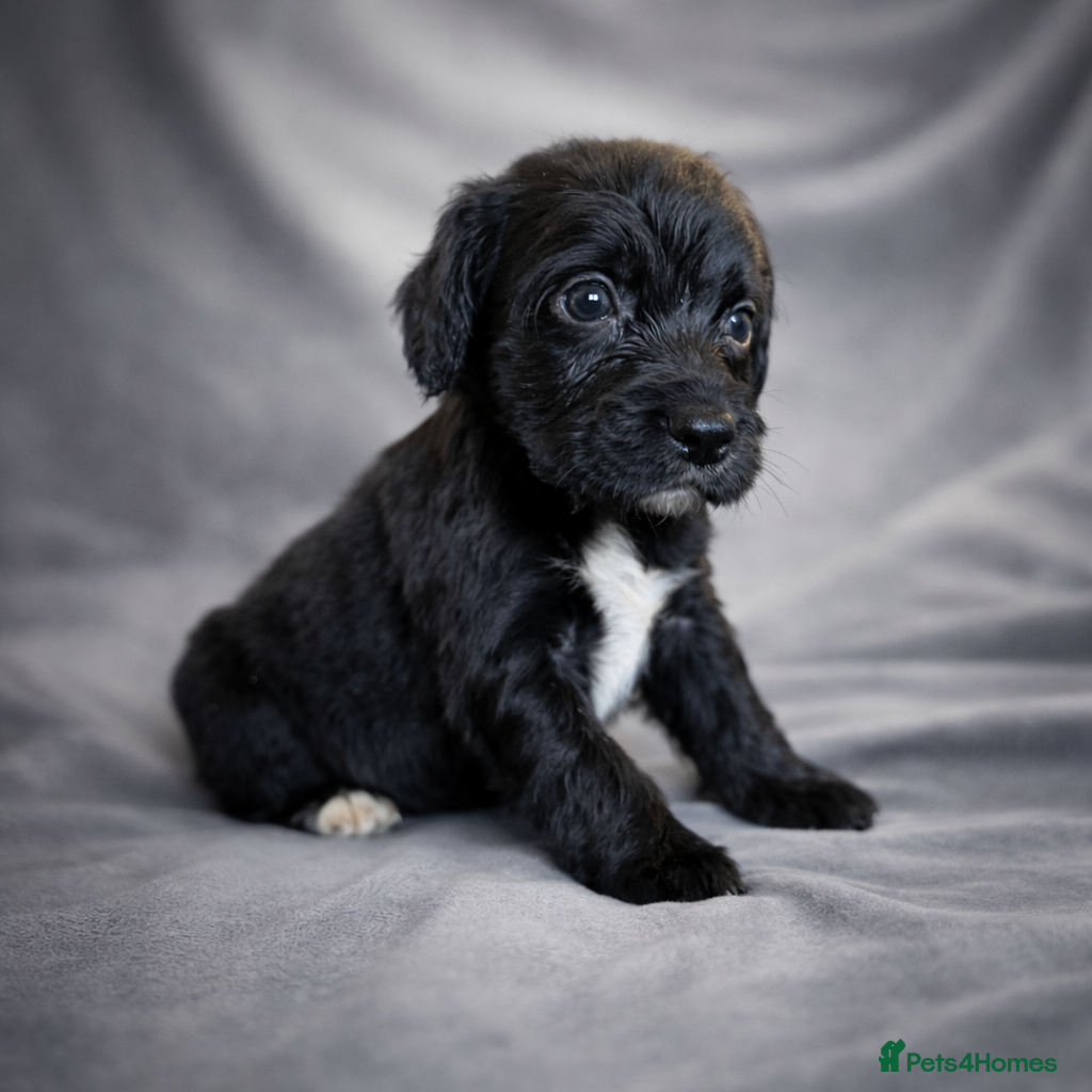 Cocker Spaniel dogs Blue Merle, Black and Tan, black cocker spaniels  - Advert 5