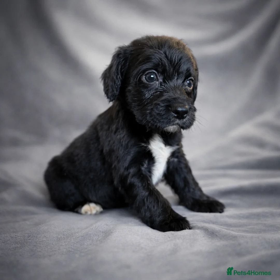 Cocker Spaniel dogs for sale: Blue Merle, Black and Tan, black cocker spaniels  - Advert 1