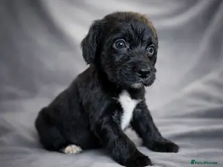 Cocker Spaniel dogs Blue Merle, Black and Tan, black cocker spaniels - Advert 5