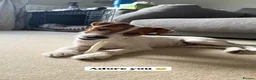 Parson Russell dogs for stud: KC Registered Parson Russell Terrier Stud - Advert 8