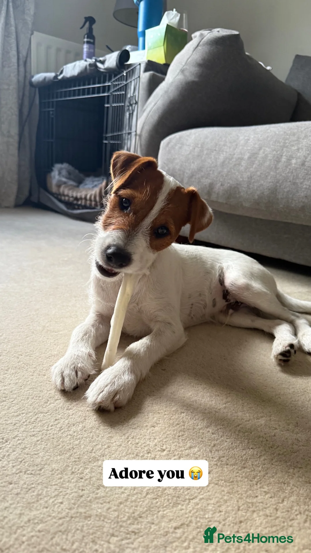 Parson Russell dogs for stud: KC Registered Parson Russell Terrier Stud - Advert 8