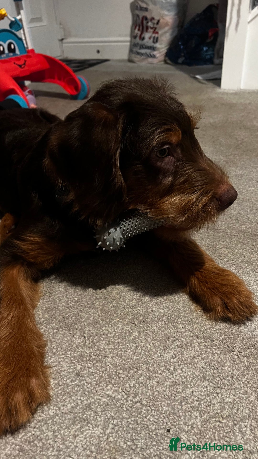 Labradoodle dogs for sale: Labradoodle (koda) - Advert 1