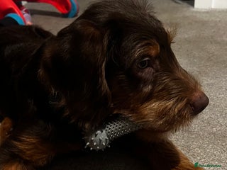 Labradoodle dogs Labradoodle (koda) - Advert 1