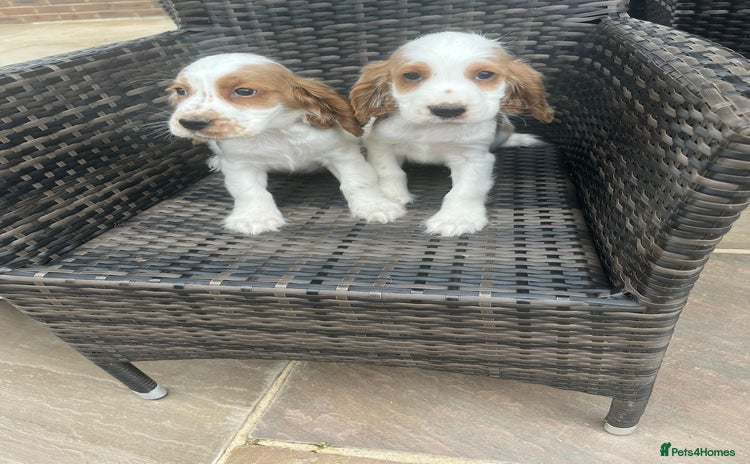Cocker Spaniel dogs - Advert 6