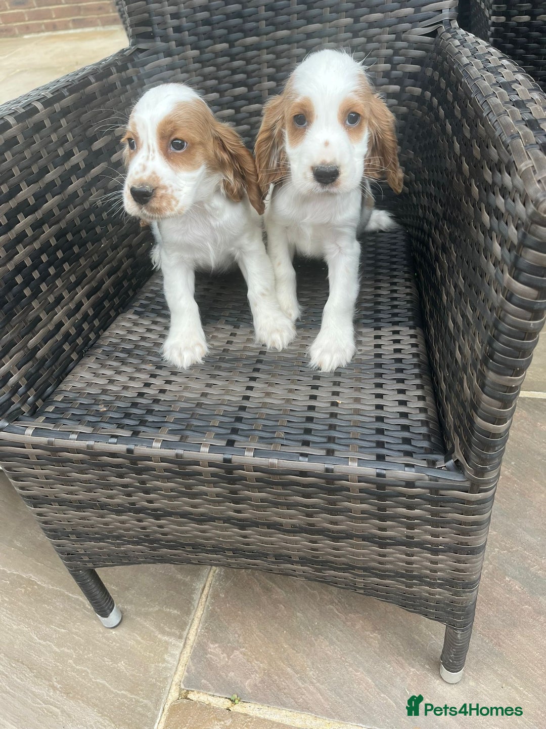 Cocker Spaniel dogs for sale: OUT STANDING  GORGEOUS SHOW TYPE COCKER SPANIEL  - Image 1