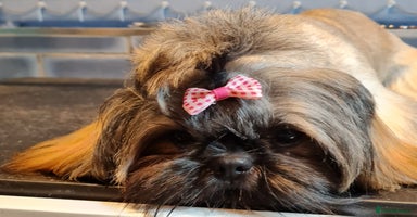 Shih Tzu dogs - Advert 2