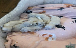 Bichon Frise dogs for sale: Maltese  - Image 4