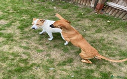Mixed Breed dogs for adoption: Minnow (Hound/Shepherd mix) - Image 18