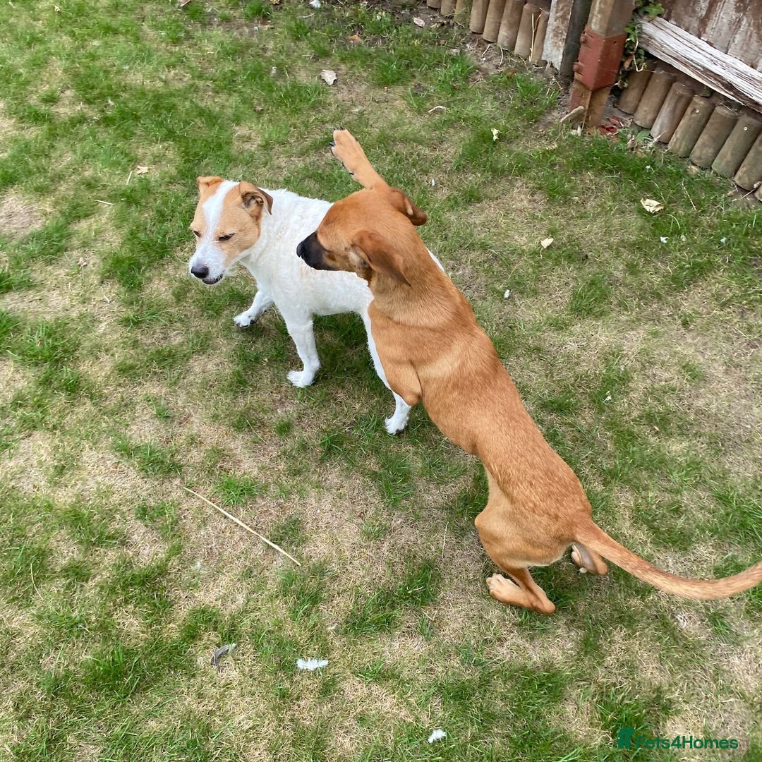 Mixed Breed dogs for adoption: Minnow (Hound/Shepherd mix) - Image 18