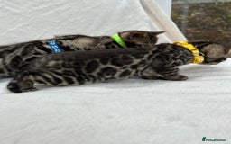 Bengal cats for sale: ❤️ GORGEOUS PURE BENGAL KITTENS ❤️ - Image 2