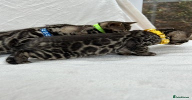 Bengal cats - Advert 3
