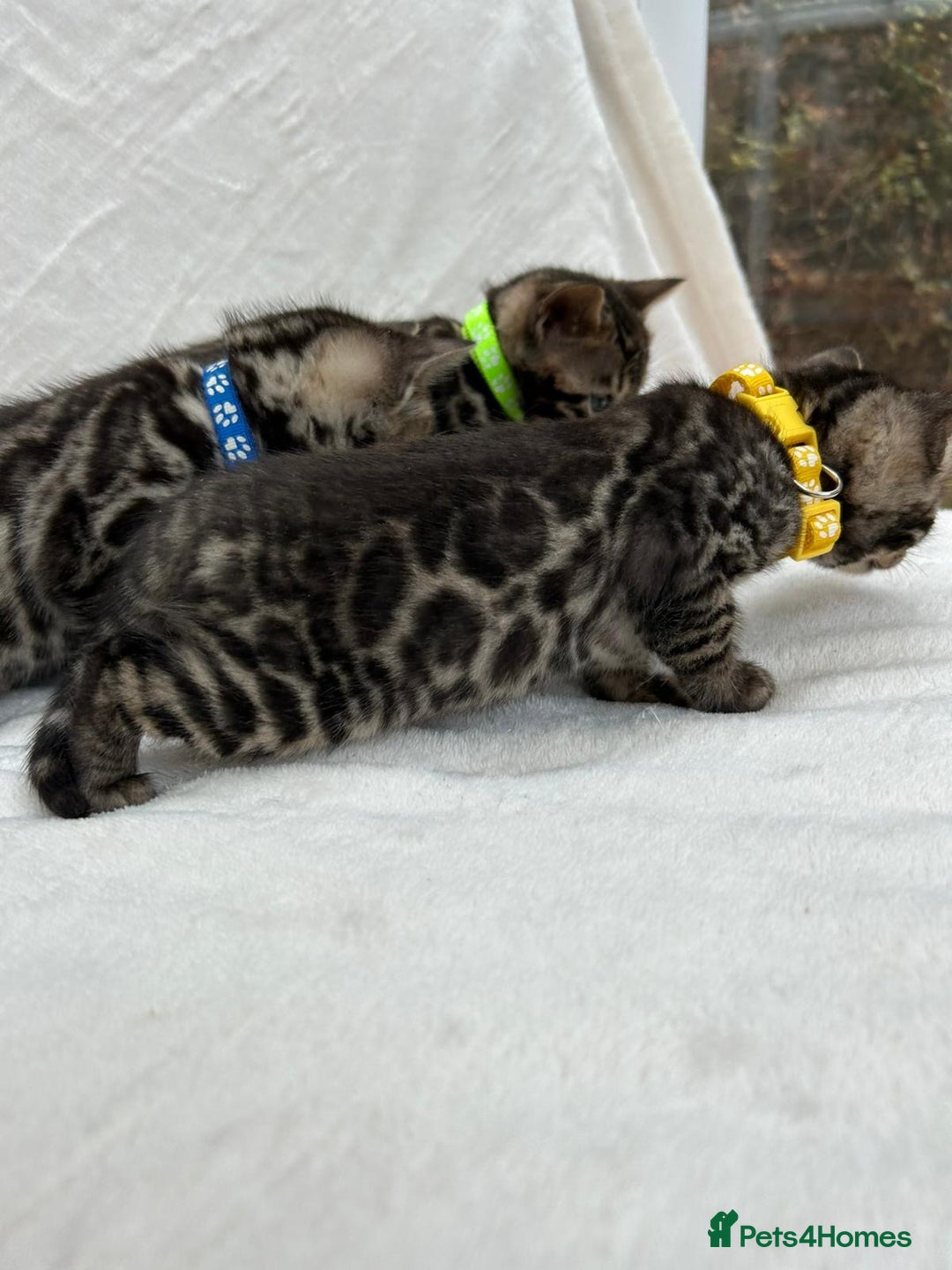 Bengal cats for sale: ❤️ GORGEOUS PURE BENGAL KITTENS ❤️ - Image 2