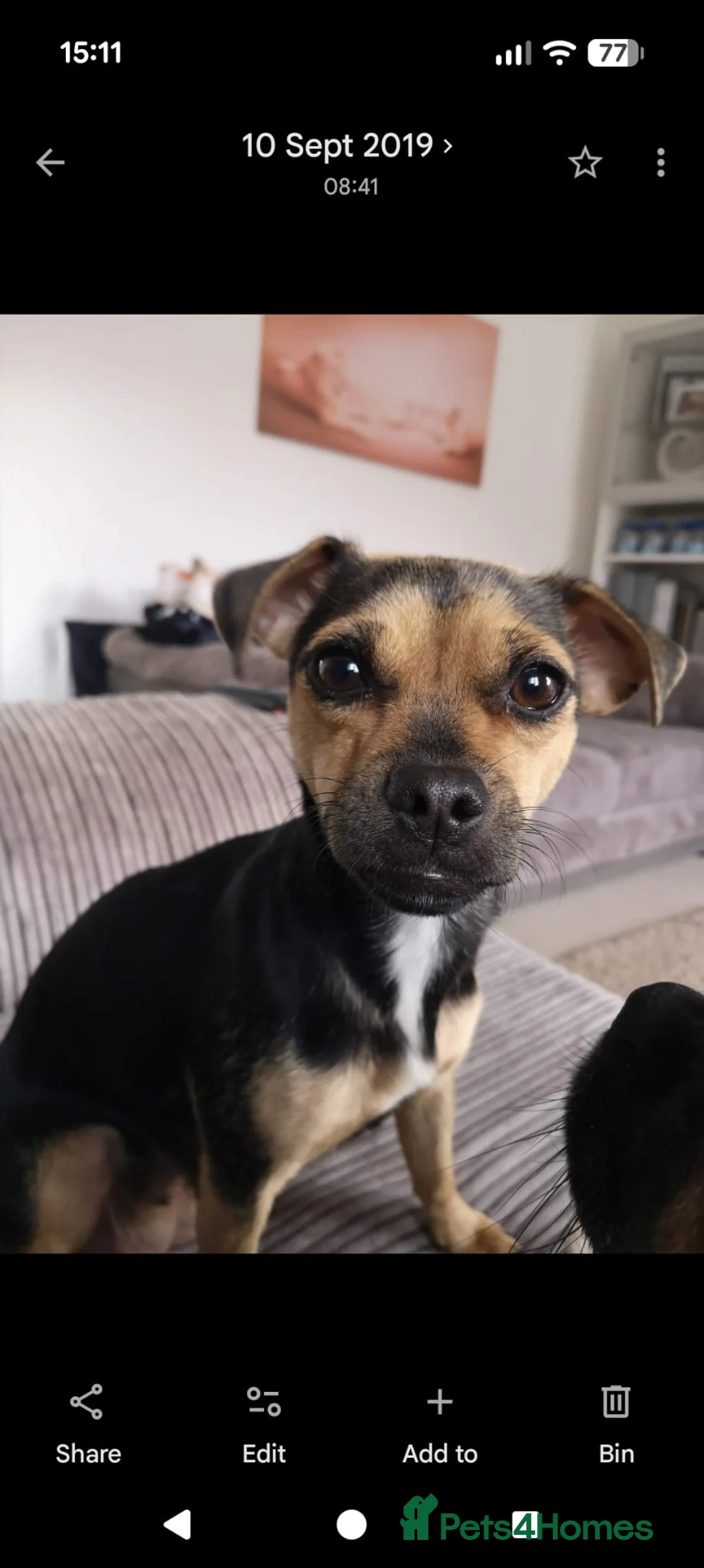 Jug dogs for sale: Jug for sale. Friendly beautiful female - Advert 5
