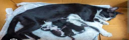 Mixed Breed cats for sale: Lovely female kitten for sale in Margate - Advert 1