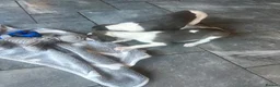 Whippet dogs for sale: KC reg whippets  - Advert 4