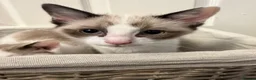 Ragdoll cats for sale: RAGDOLL X - Advert 5