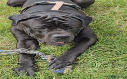 Cane Corso dogs for sale: Cane corso - Image 3