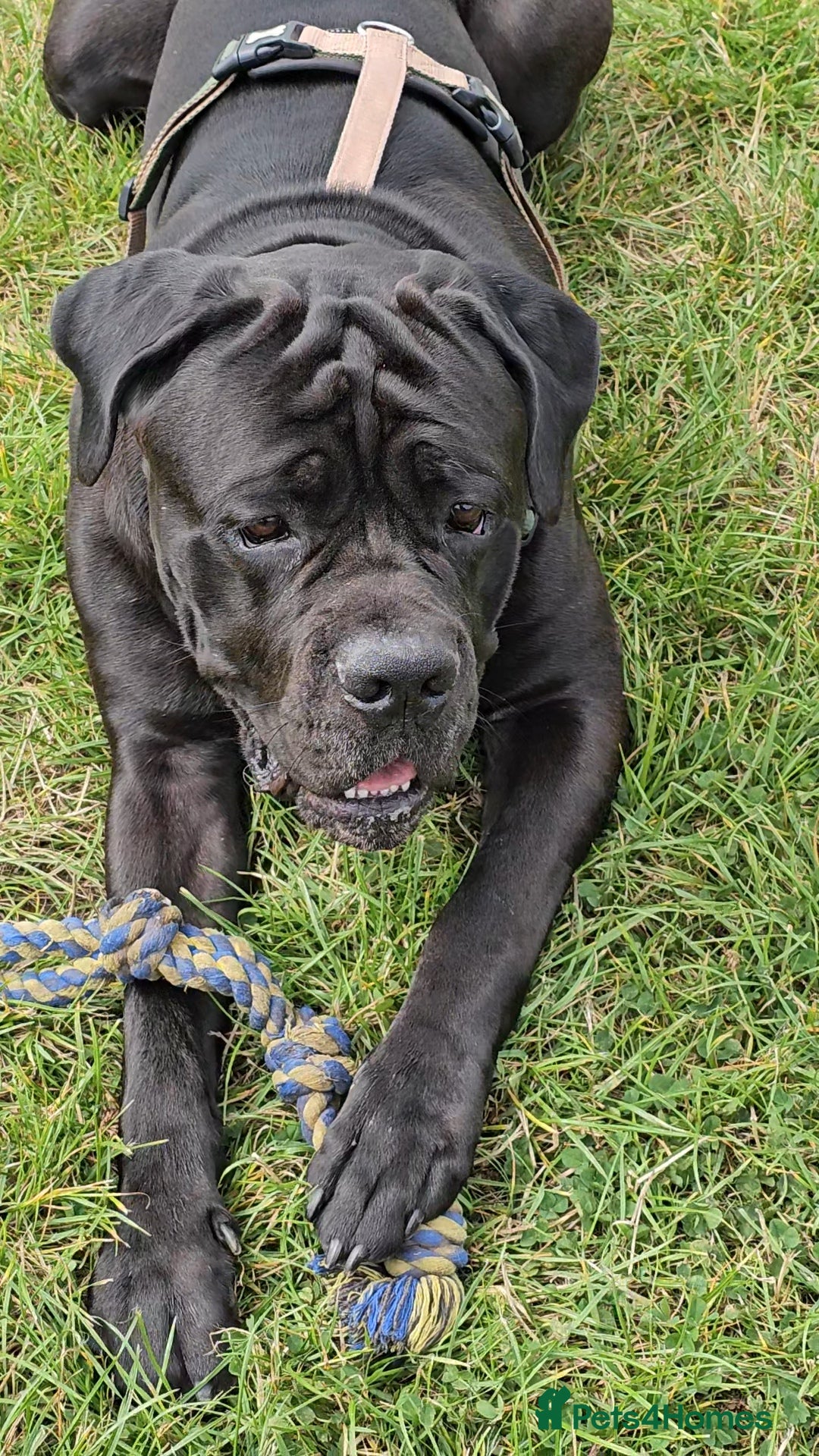 Cane Corso dogs for sale: Cane corso - Image 3