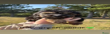 Jackapoo 5