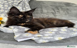 Maine Coon cats for sale: Pure Breed Female Maine Coons Available  in Paisley - Image 10