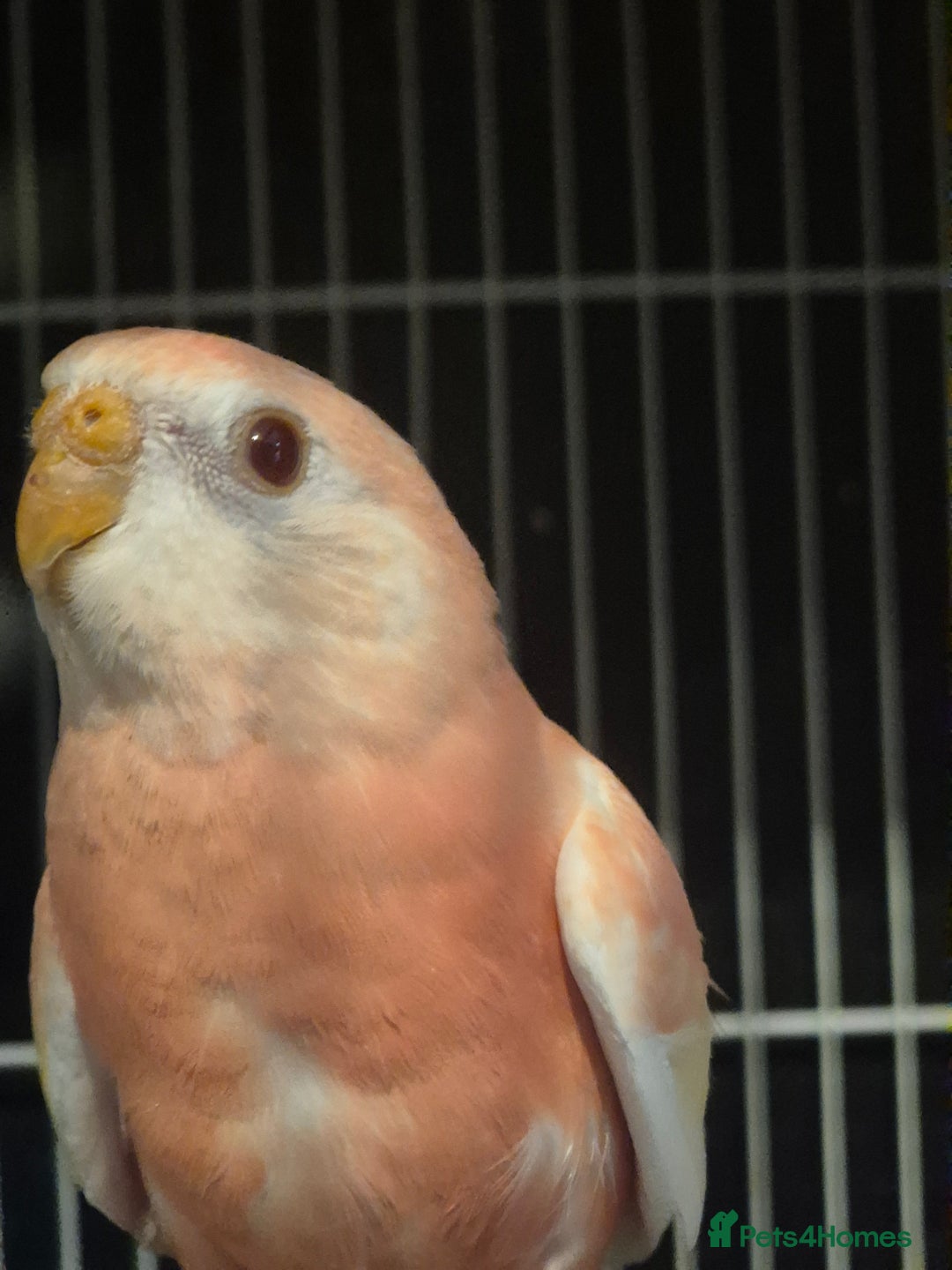 Parakeets birds for sale: Bourkes - Image 1