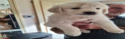 Golden Retriever dogs for sale: Golden Retreiver Puppies  - Advert 26