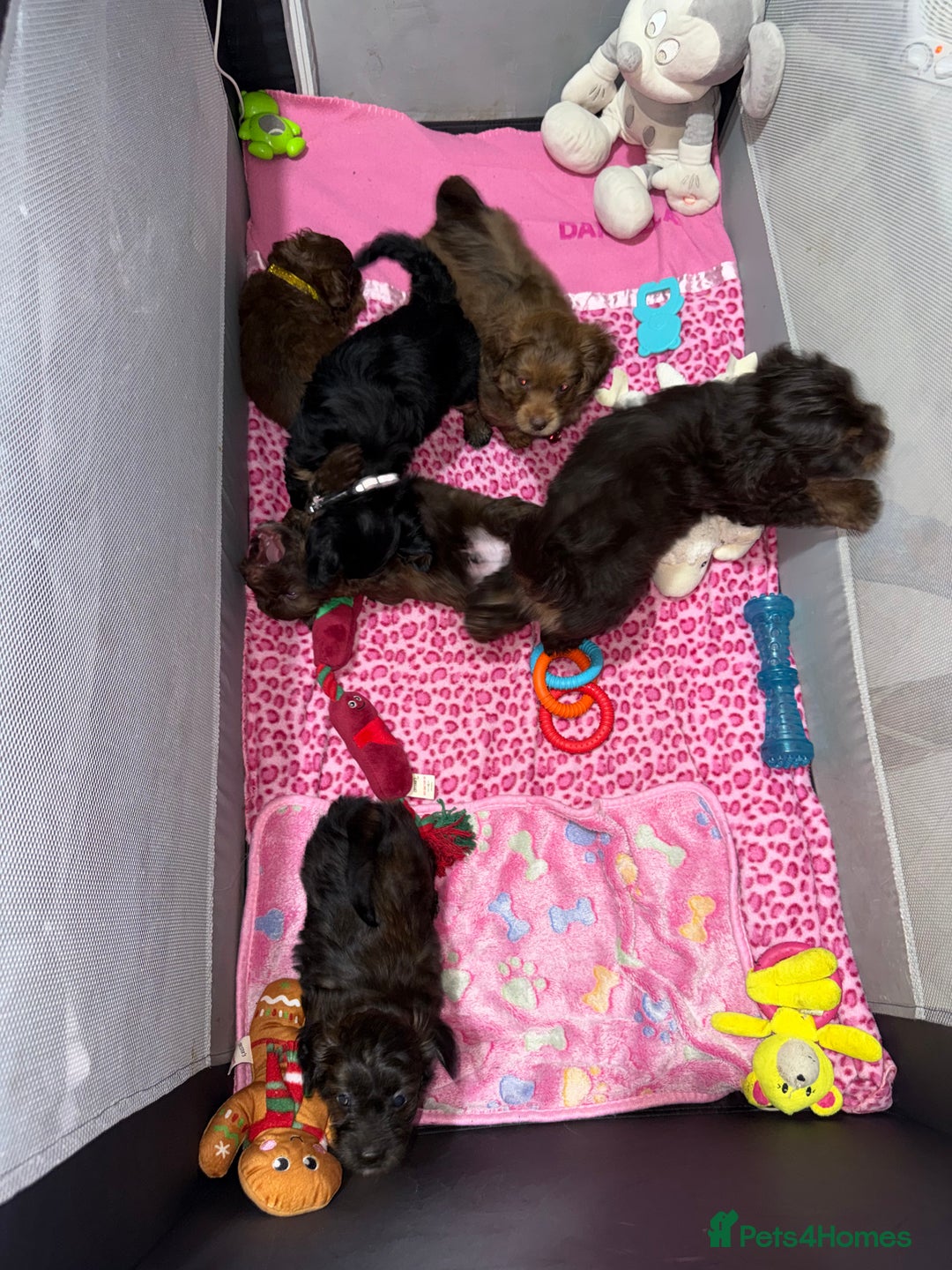 Mixed Breed dogs for sale: Cockapoo Mix Puppies - Advert 4