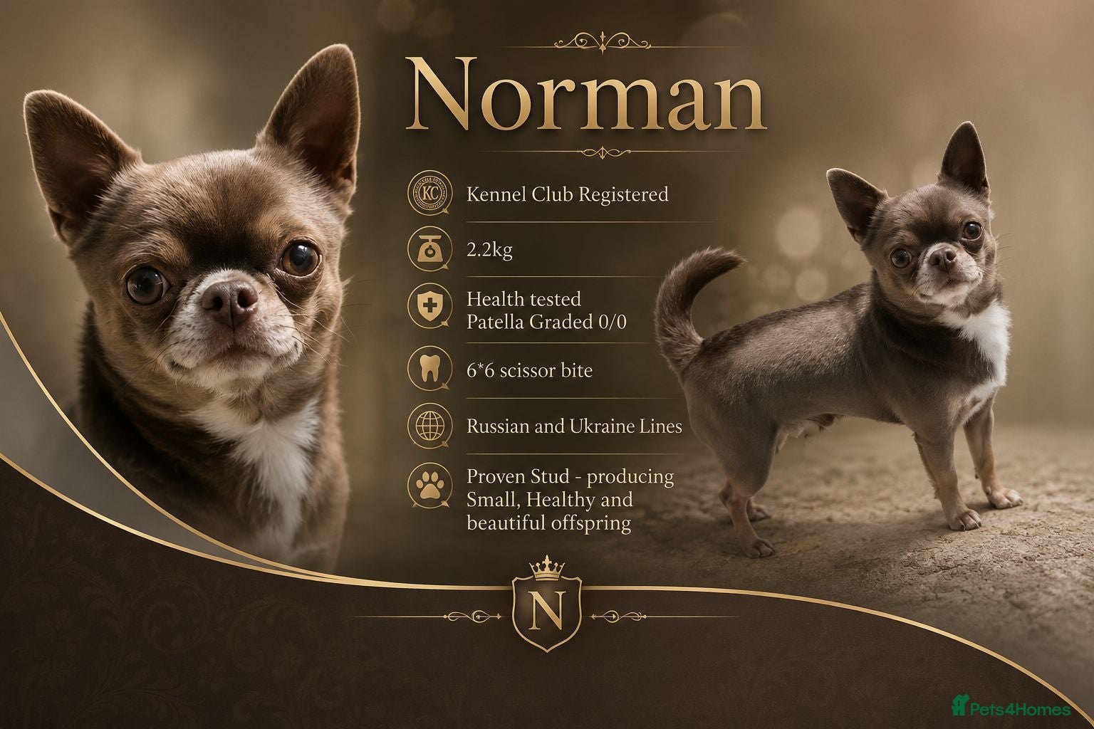 Chihuahua dogs KC reg-Health tested-PROVEN  - Advert 16