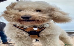 Labradoodle dogs for sale: Lily's Mini's - Multigen Mini Labradoodle Puppies - Image 37
