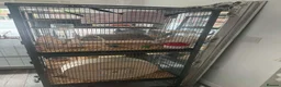 Chinchilla rodents for sale: 2 baby mosaic chinchillas (female) in Houghton le Spring - Advert 7