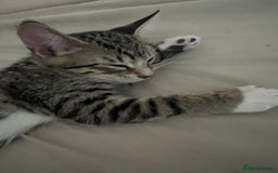 Mixed Breed cats for sale: 4 beautiful kittens for sale  - Image 10