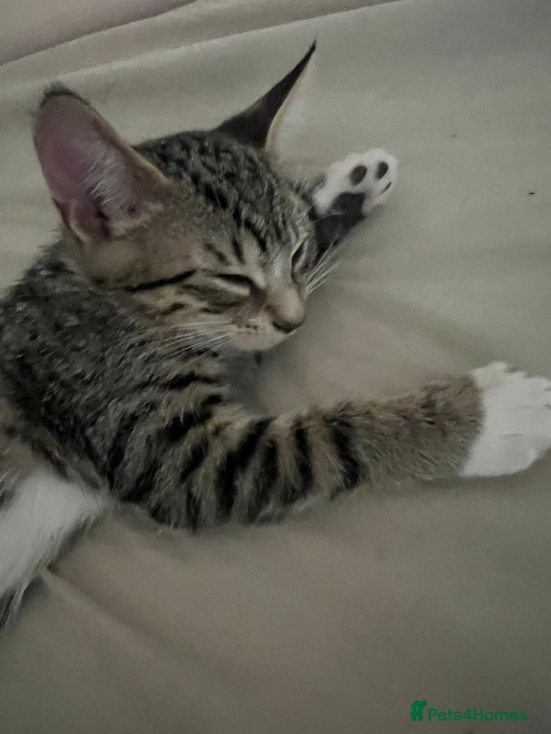 Mixed Breed cats for sale: 4 beautiful kittens for sale  - Image 10
