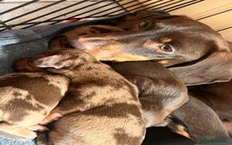 Dachshund dogs for sale: 7 Dachshund Puppies light & dark dapple and brown - Image 21